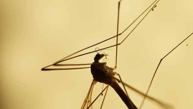 Insect analysis in a lab close up
