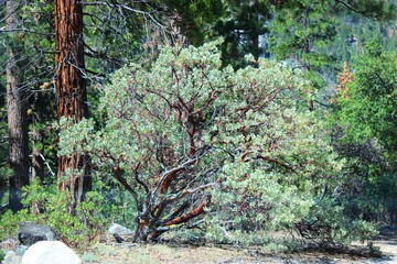 Manzanita