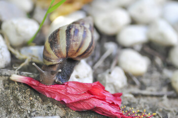 snail on a fall flower