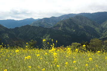 菜の花畑と山