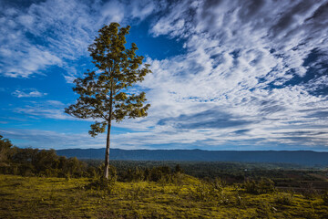 Obraz premium trees on a meadow down the will to coniferous forest with blue sky