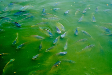 Fototapeta na wymiar fish in river