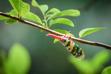 Lanternflies, FULGORID PLANTHOPPERS ,Lantern Bugs on twig