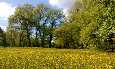 Obraz premium Поляна одуванчиков