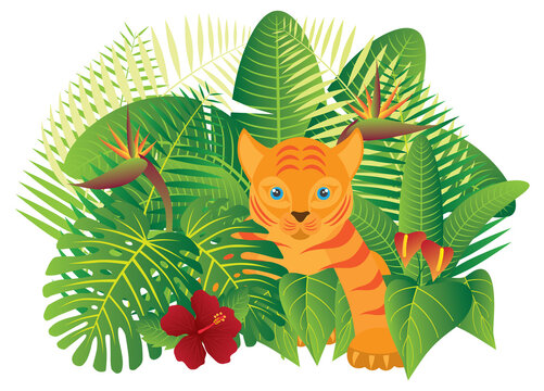 Tropical Rainforest  Jungle Tiger Cub vector  Illustration