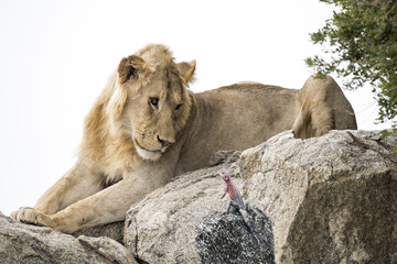 Fototapeta premium Africa, Tanzania Serengeti National Park lion and lizard.