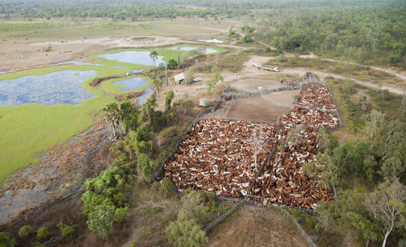 Cattle Mustering On The Flood Plains Near The Gulf Of Carpentaria North Queensland, Australia.