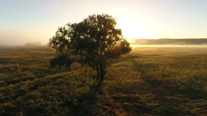 River valley bent early morning fog clouds Primorye, Vladivostok. Flight to one tree yellow orange sunrise horizon. Aerial drone beautiful Russian nature landscape. Romantic cinematic mood.