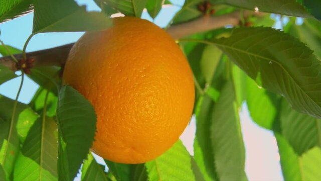 ray of sunshine through the branches of ripe oranges