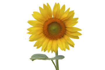 sunflower isolated on white background
