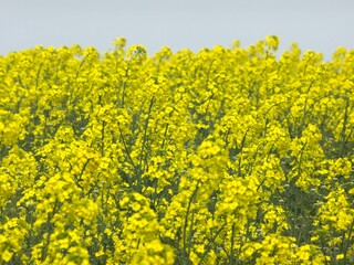 Obraz premium 菜の花畑