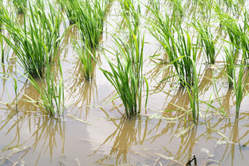 Obraz premium Natural Patterns from the Paddy Field