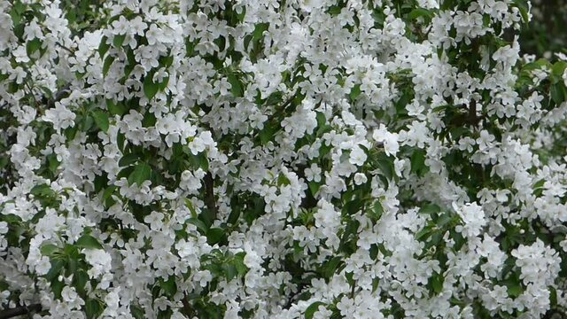 Blooming apple tree - closeup view. Lot of white flowers and some green leaves on the wind. Natural beautiful background. Spring sunny day.