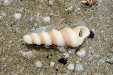 Close Up Shot of a Sea Shell