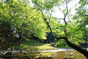 Big green tree and pond at Japanese garden in summer season