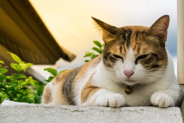 Fat Thai cat lying on a wall near a tree in the house before sunset.