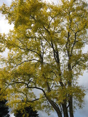 Yellow leaves 