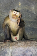 Image of monkey (Pig-tailed Macaque). Wild Animals.