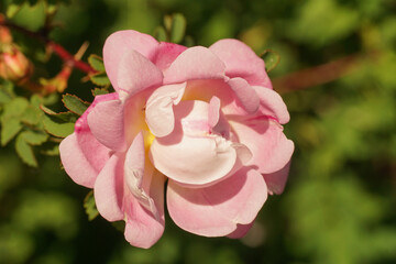 zweig einer zart rosa rose mit rundlicher blütenknospe am erblühen, makro
