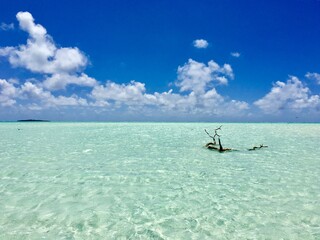 Dead tree sticking out of the turquoise lagoon of Marlon Brando's atoll Tetiaroa, Tahiti, French Polynesia