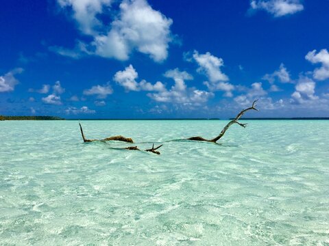 Dead tree sticking out of the turquoise lagoon of Marlon Brando's atoll Tetiaroa, Tahiti, French Polynesia