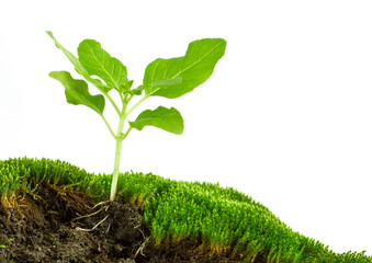 plant growing in green moss