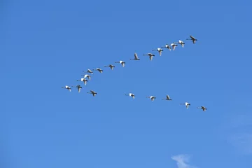 Rideaux occultants Cygne 青空に北帰行の白鳥たち