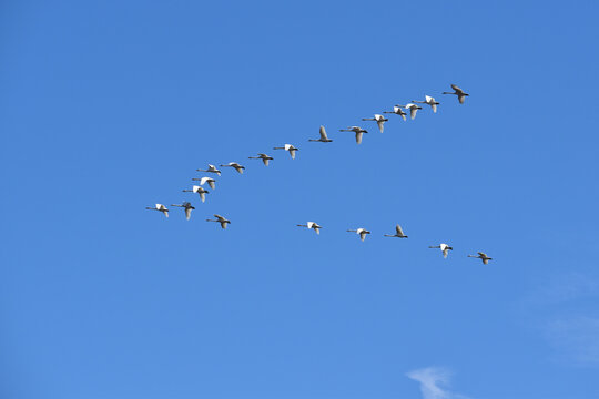 青空に北帰行の白鳥たち
