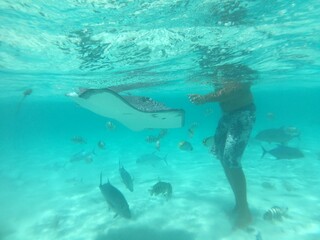 Snorkeling with sharks and sting rays in the lagoon of Moorea, Tahiti, French Polynesia - obrazy, fototapety, plakaty