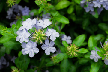 Plumbago auriculata.