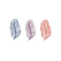 Feathers vector illustration