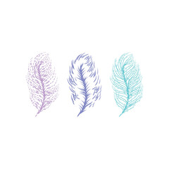Feathers vector illustration