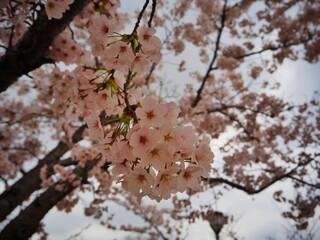 Sakura Blossom in Japan