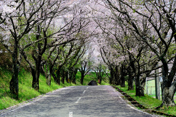 大分県民の森の桜