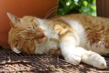 眠る茶猫