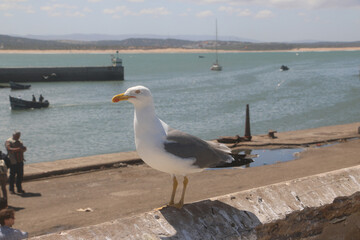 Seagull in port in a summer day