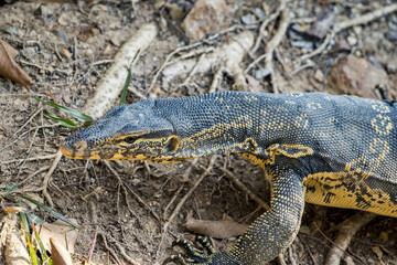 Image of a bengal monitor.  Reptile Animals.