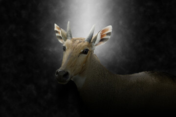 Fea's Muntjak Deer.