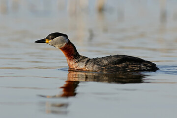 Серощекая поганка.