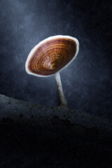 Poisonous mushrooms in the rains.