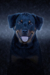 Portrait of Rottweiler in the rains.