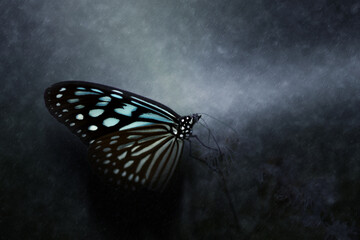 Fototapeta na wymiar Dark Blue Tiger Butterfly in the rains.