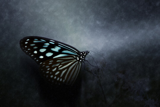 Dark Blue Tiger Butterfly in the rains.