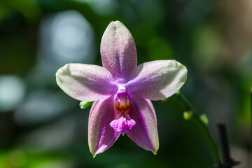 Orchidee