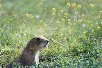 Black Tailed Prairie Dog in Profile. Only the head and upper body are shown poking out of burrow. Grass, plants and yellow wildflowers surround the hole. Shallow depth of field.