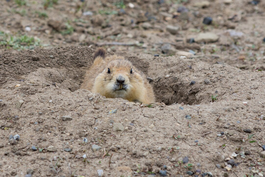 Close up of older adult Black Tailed Prairie Dog with long, yellowed incisors. Animal is in its burrow, facing the camera. Shallow depth of field. Photographed in Prairie Dog Town, Montana.