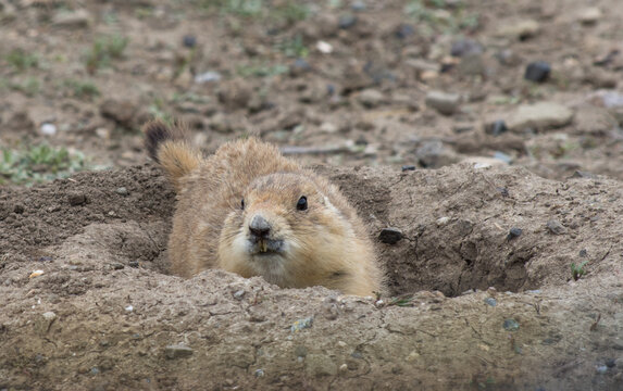 Adult Black Tailed Prairie Dog with long, yellowed incisors, facing the camera. Animal is in its burrow. Photographed in Prairie Dog Town, Montana with shallow depth of field.