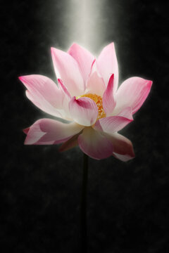 Soft focus image of pink lotus flower blooming in the dark with light.