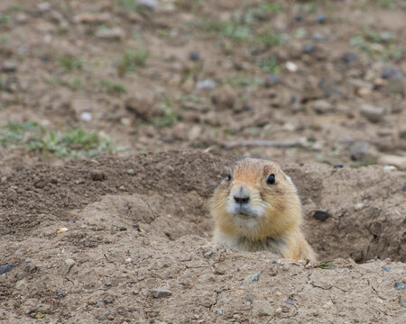 Close up of a Black Tailed Prairie Dog poking its head out of its burrow. Brown rocky soil surrounds the hole. Photographed with shallow depth of field in Prairie Dog Town, Montana.