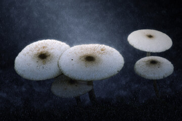 White poisonous mushrooms in the rains.